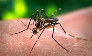Casos de dengue aumentam e a suspeita da doença lota as unidades de saúde em Maringá